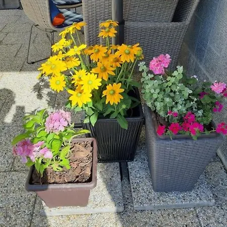 Βίλα лесной нова