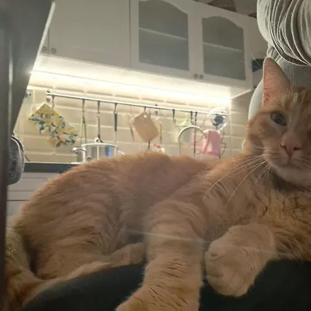 лесной нова Βίλα